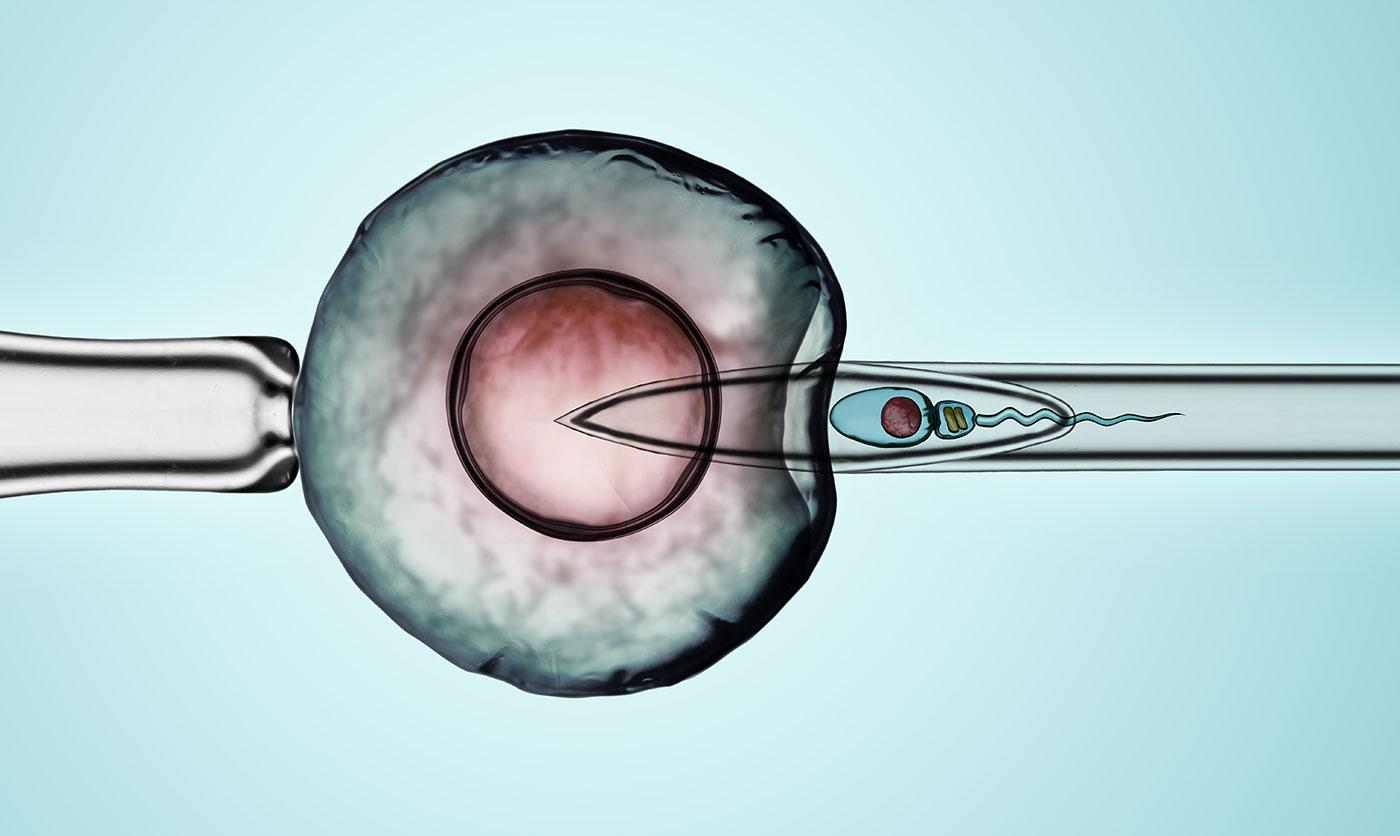 inseminazione artificiale infografica